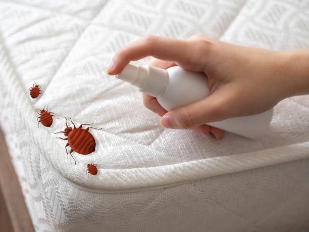 Best Ant Control Services  in Mastic Beach, NY